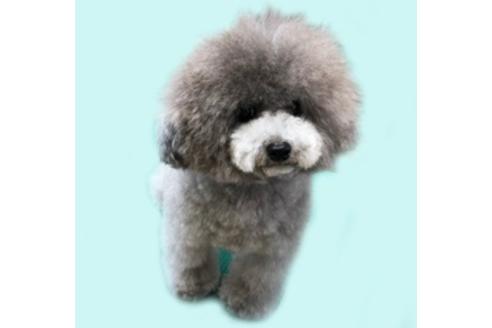 販売中のティーカッププードルの親犬